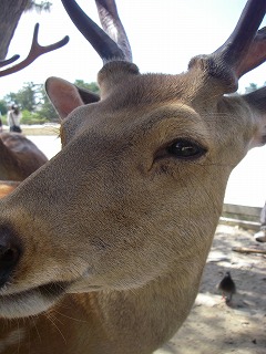 奈良公園鹿アップ.jpg
