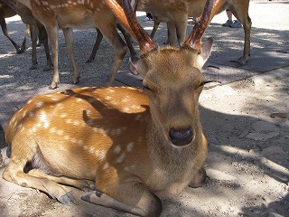 奈良公園鹿.jpg